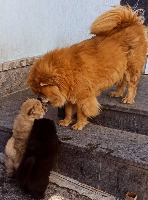 Продам цуценят чау чау