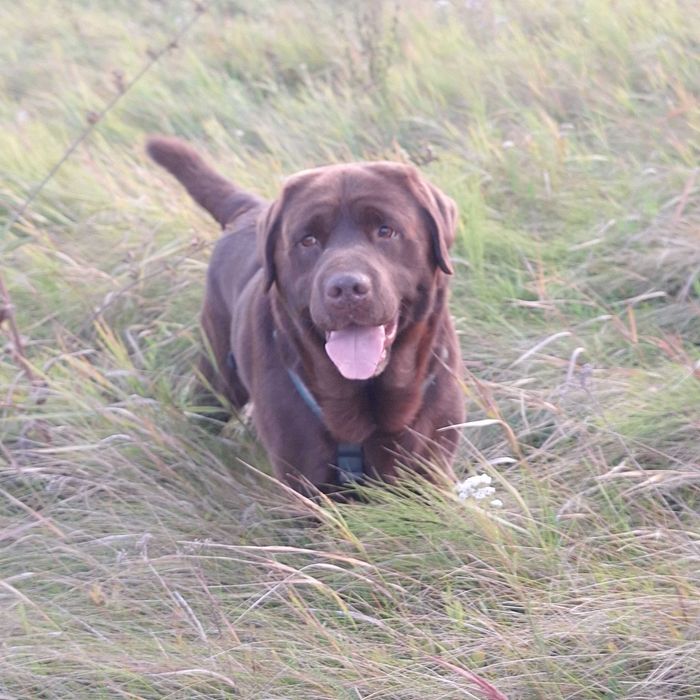 Кобель для в'яхки Лабрадор-ретрівер