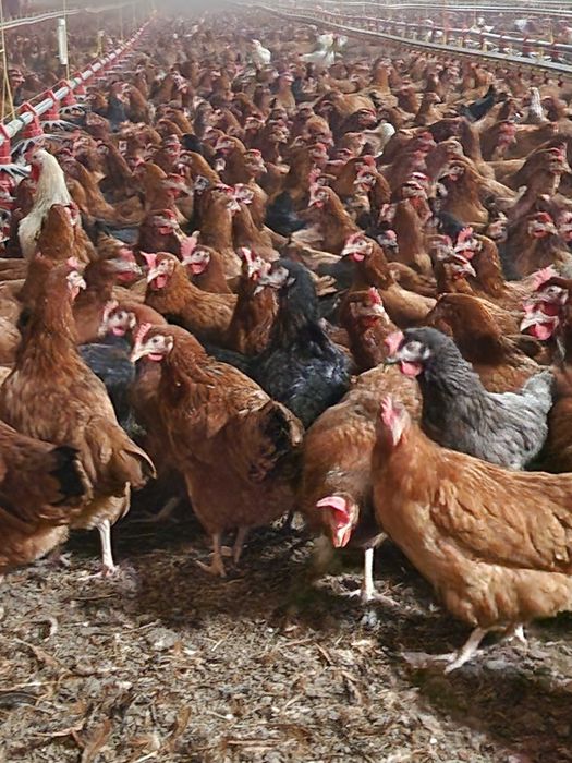 Kury Nioski młode ! Rossa Messa Tetra Dominant RÓŻNE ! TRANSPORT !