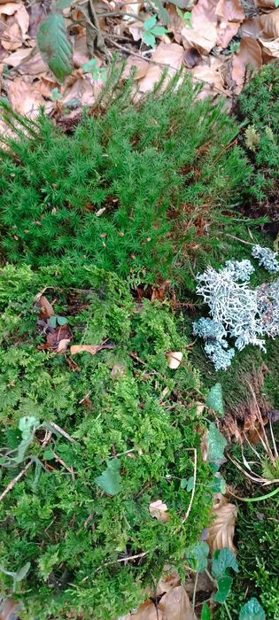 Живий, свіжий лісовий мох для равликів,черепах,домашніх тварин,для дек