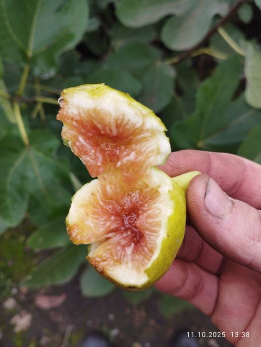 Інжир гранат актинідія