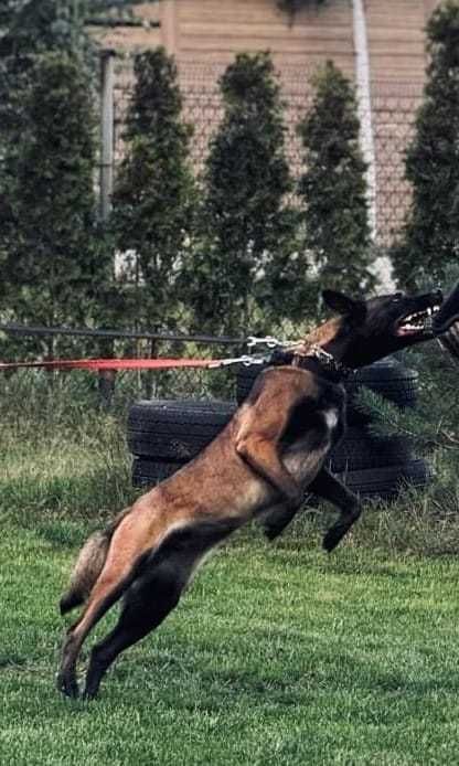 Szczenięta owczarka belgijskiego - Belgian Shepherd Malinois