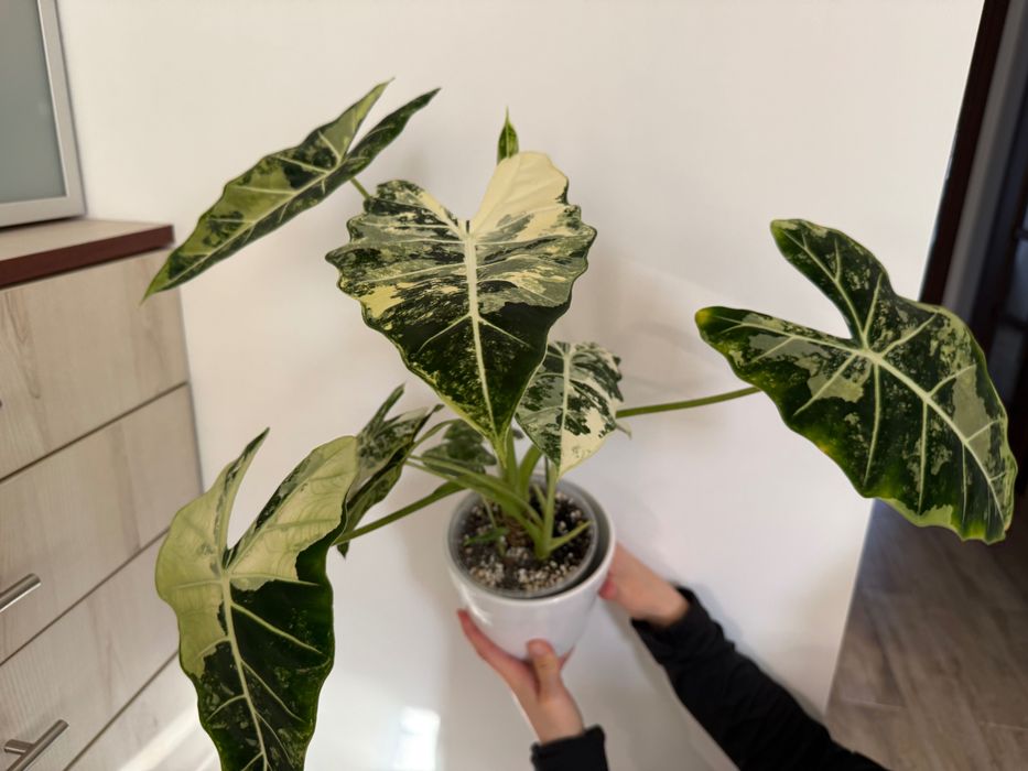 Alokazja Frydek Variegata 5 roślin w doniczce