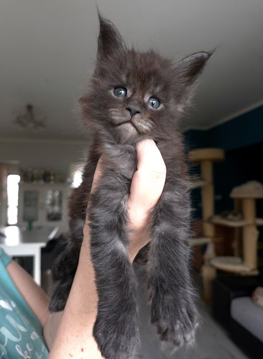 Cudny czarny dymny kocurek maine coon
