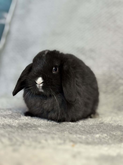 , króliki mini lopki,miniaturki