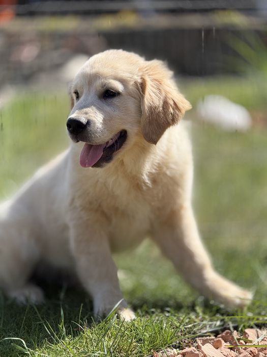 Golden Retriever Gotowy do odbioru