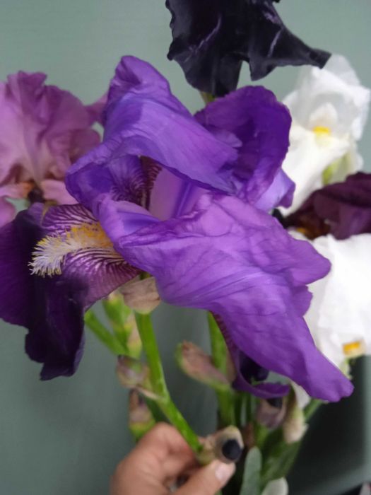 Високі крупні бородаті іриси петушки  клубні
