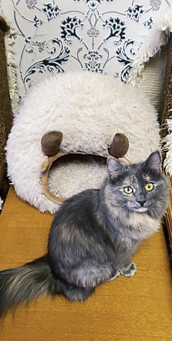 М'який будинок для котів(лежанка)