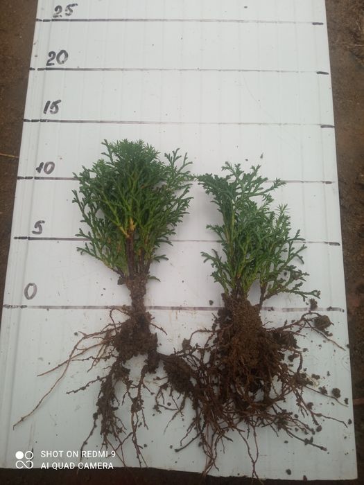 Продам Туя Ельвангера