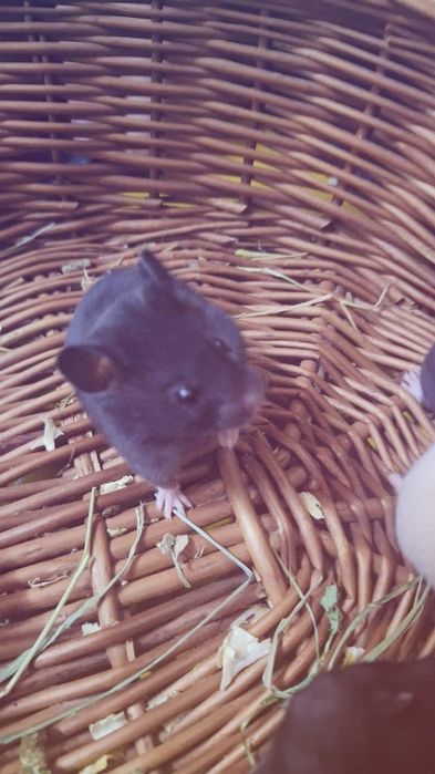 Chomiki syryjskie tylko czarne.