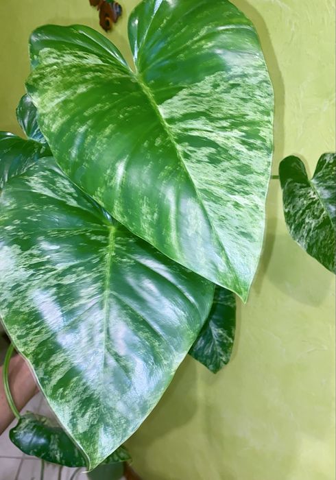 Розпродаж монстера Дубія,,Філ Сільвер ,рінг оф фаер  епіпремнуми