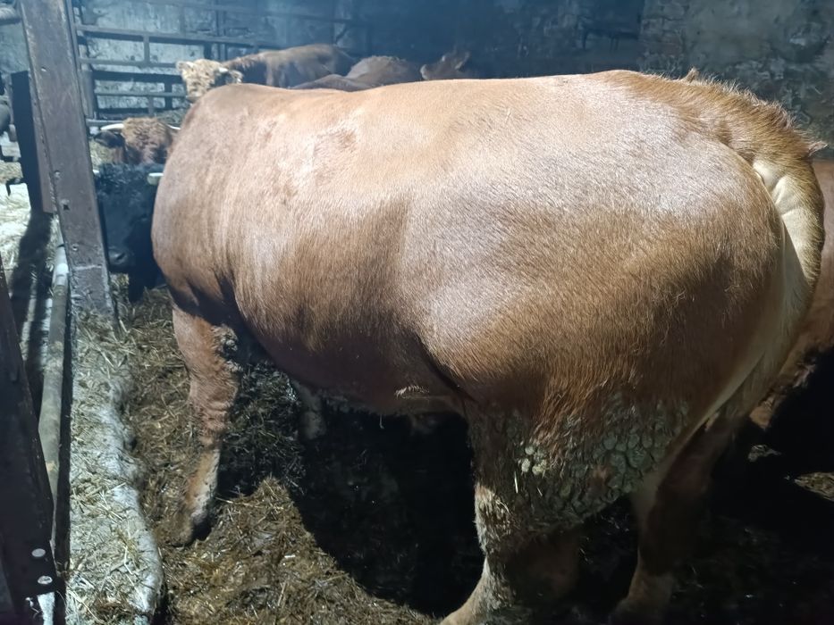 Rozpłodnik byczek byk odsadek limousine