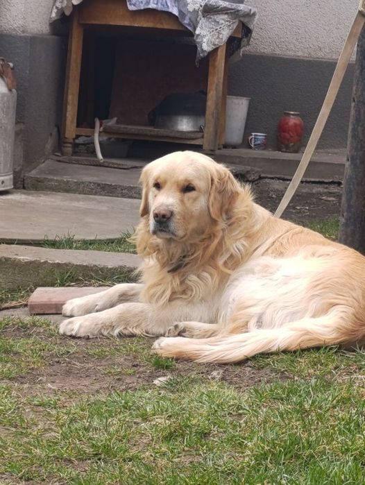 Вязка Золотистий ретрівер