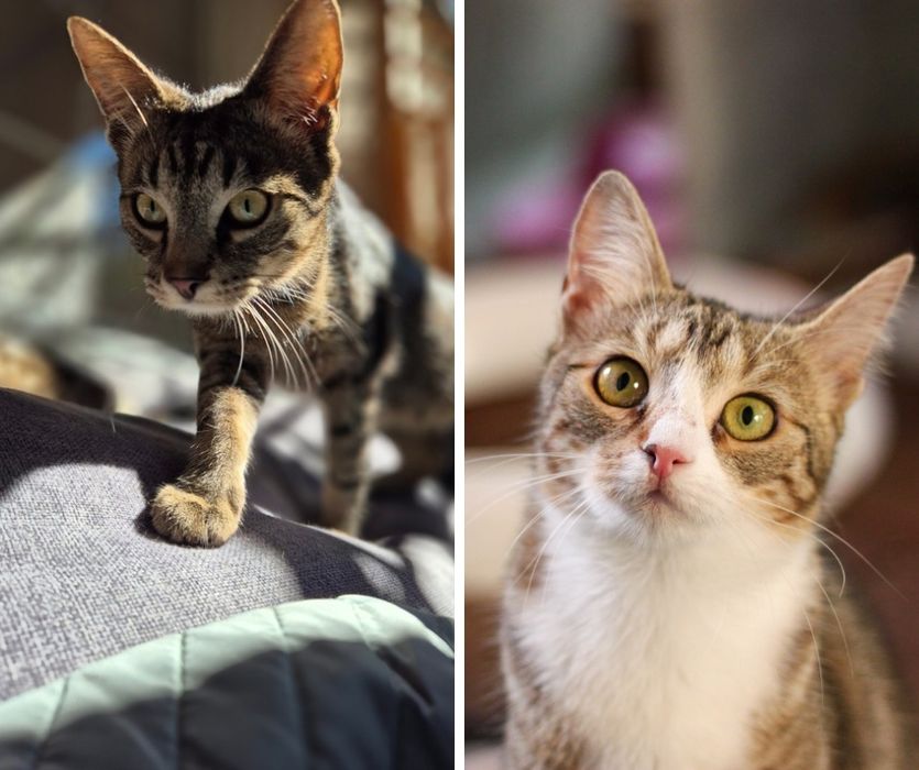 Kocie rodzeństwo do adopcji
