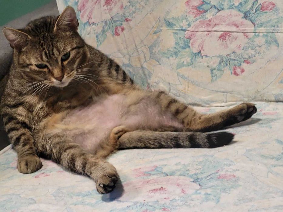 Malcolm - kotek do adopcji