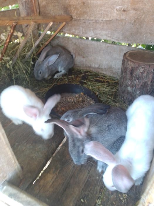 Продам кролів молодняк