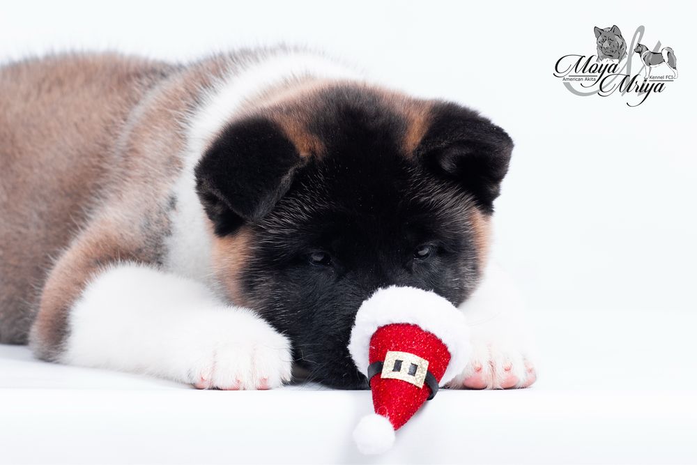 Американскька акіта/ американская акита / american akita