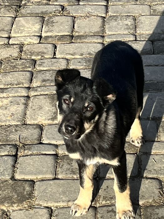 Цуценя дівчинка шукає дім