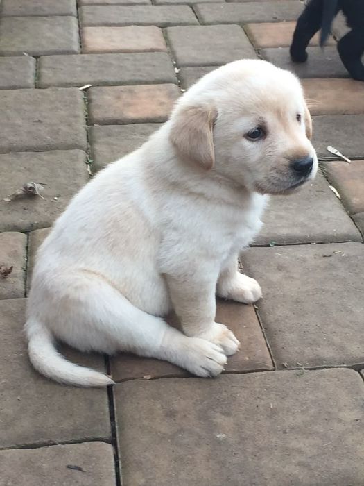 Шоколад хлопчики та дівчата Лабрадорчики з документами є ЧІП Доставка