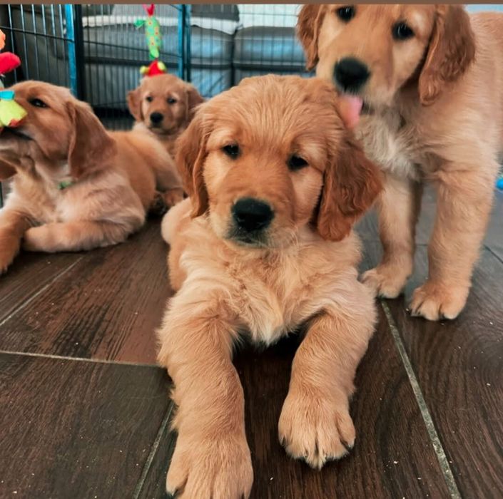 Golden retriever rezerwacje