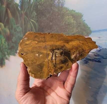 Окаменелое дерево. Очень редкое!