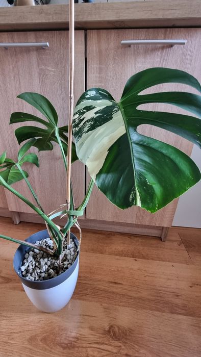 Monstera Jungle Mint