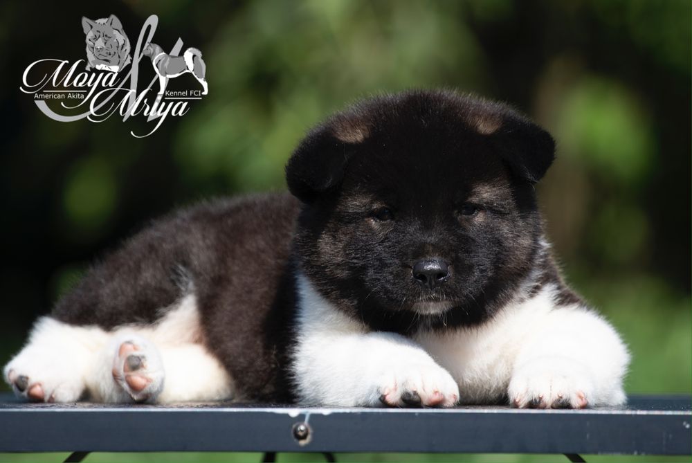 Американська акіта / американская акита / american akita