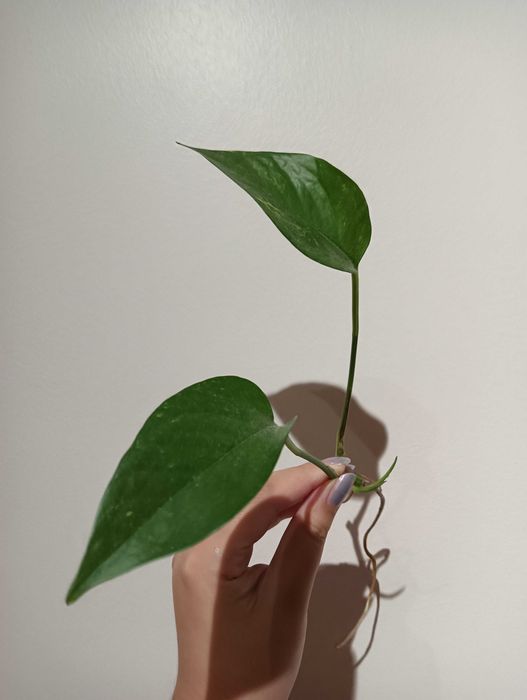 Planta pendente para decoração - Pothos Golden