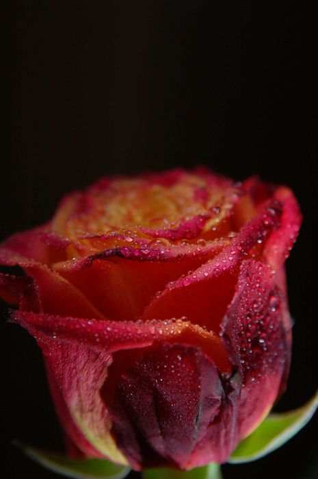 Nikon nikkor 24-85mm f/2.8-4 D Macro | Універсальний FX об'єктив