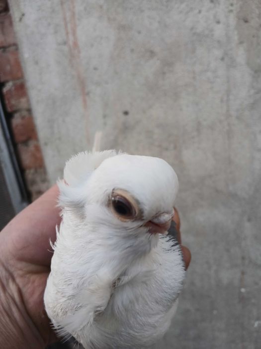 Mewki polskie samice