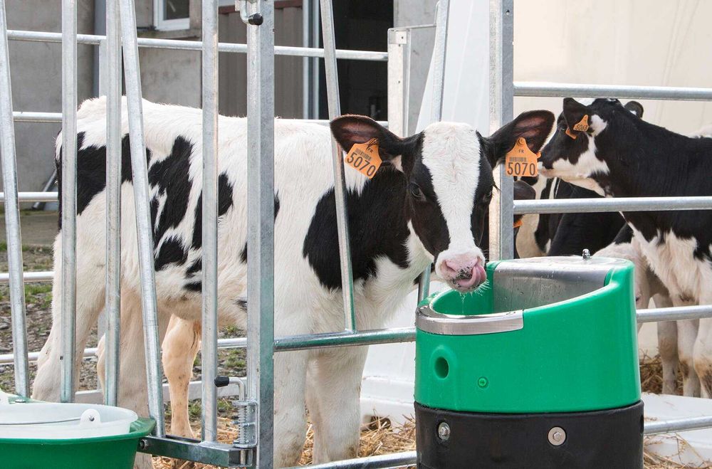 Poidło podgrzewane La Buvette LAKCHO, 24V / 50W