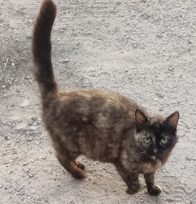 Дуже ніжна муркотушка Чері