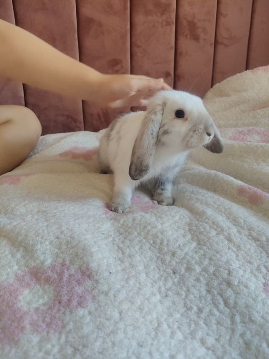 Mini Lop królik 5 m-cy klatka