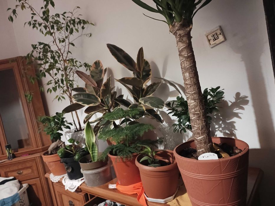 rosliny roslinki duza  ilosc tanio 300zl oddam