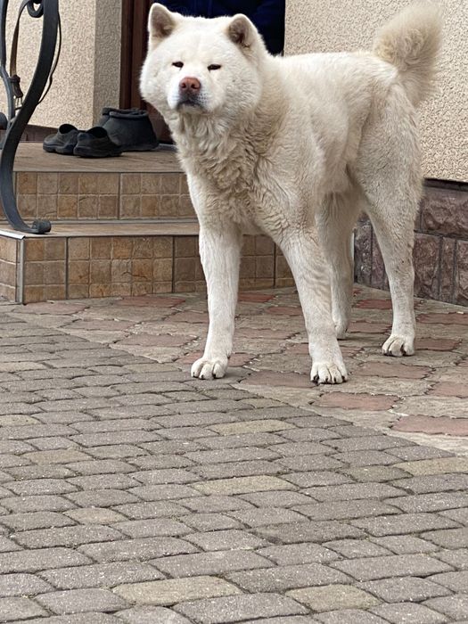 Акита для вʼязки