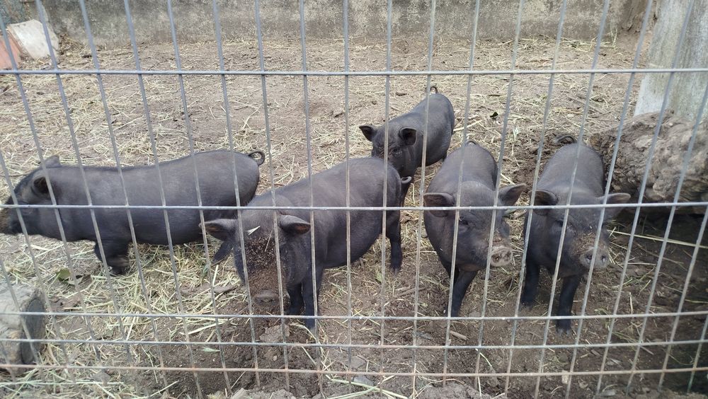 Porcas vietnamitas bem gordinhas