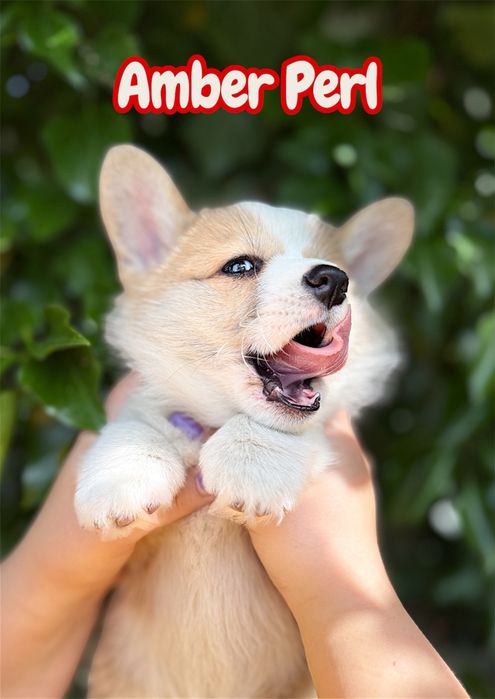 Welsh Corgi Pembroke- suczka FCI