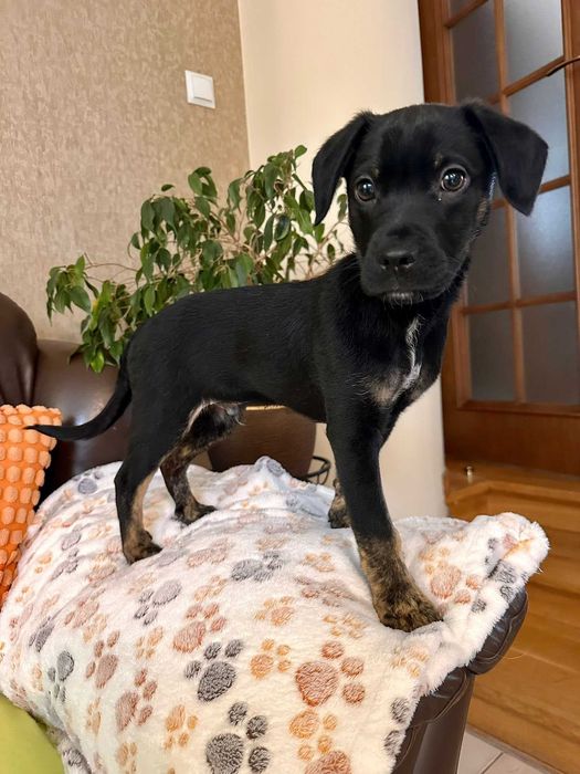 Do adopcji - malutki Jędruś!