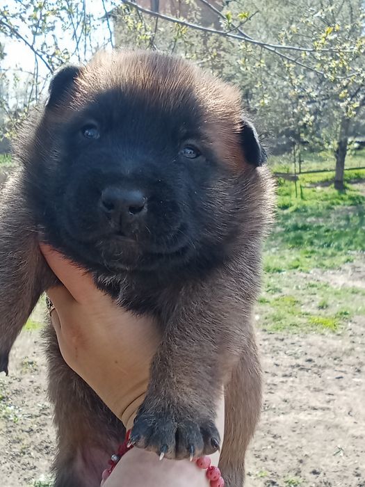 Бельгійська вівчарка малінуа