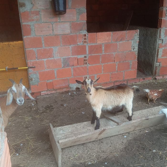 Cabra anã nova para venda