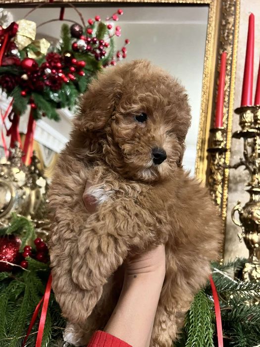 Гарненька дівчинка пуделяшка