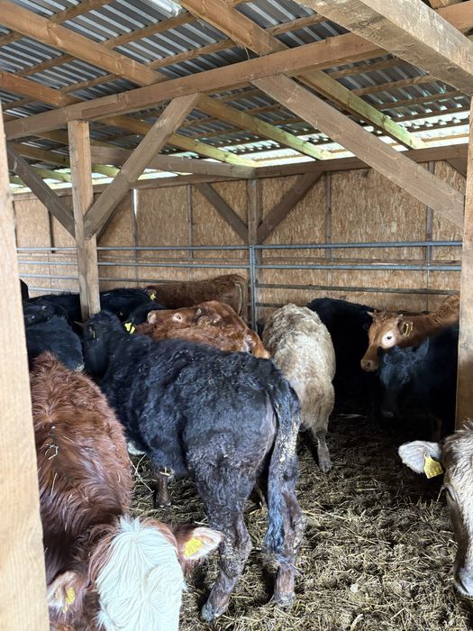 Jalowki odsady poleca