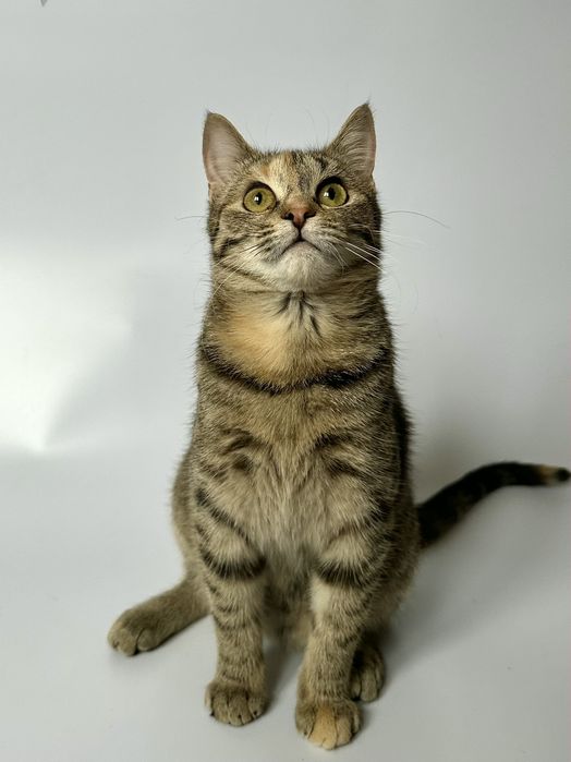 Котёнок кошка полгода