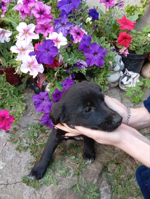 Віддам цуценят, будуть маленькі