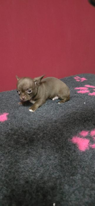 Chihuahua pelo curto