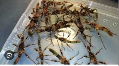 Straszyk Trachyaretaon sp. North Luzon,straszyk,straszyki