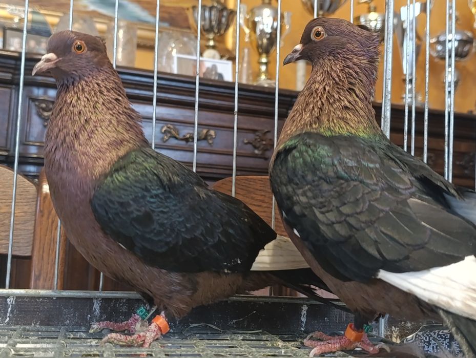 Gil, Gile miedziane, wysyłam, gołębie ozdobne