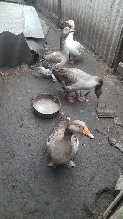 Продам гусей на розвод