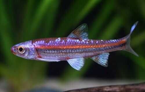 GB Błyszczyk Tęczowy Notropis - dowóz ryb!