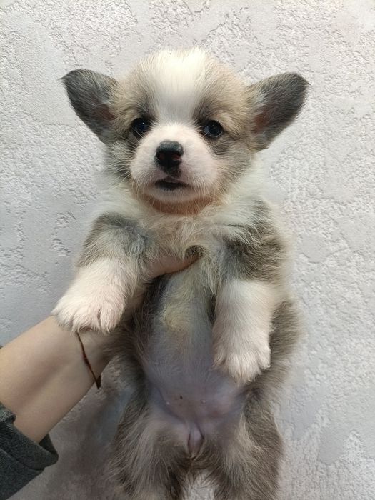 Милі цуценята коргі під Новий рік і Різдво.